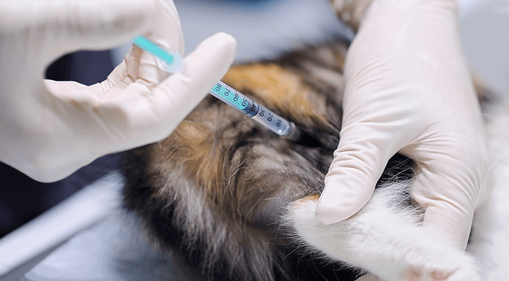 Pet getting a vaccination in Katy, TX
