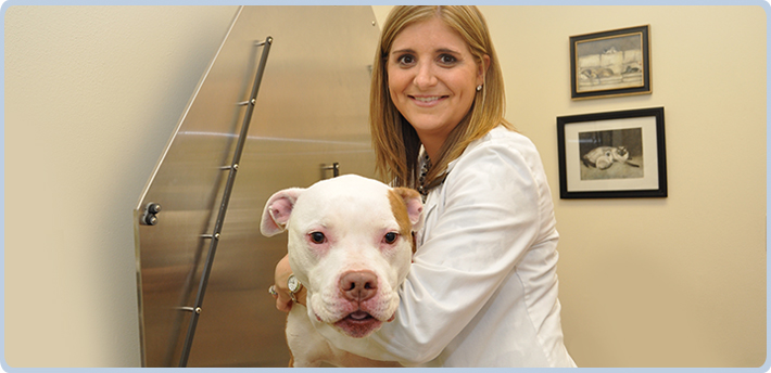 Dog dermatology exam and allergy testing in Katy, TX