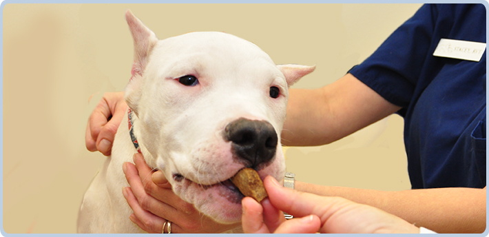 dog eating a treat after receiving pet nutrition services in Katy, TX
