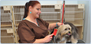 A dog receiving boarding and grooming services in Katy, TX