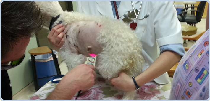 dog getting laser therapy in a veterinary office in Katy, TX