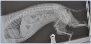dog x-ray to prepare for pet orthopedic surgery in Katy, TX