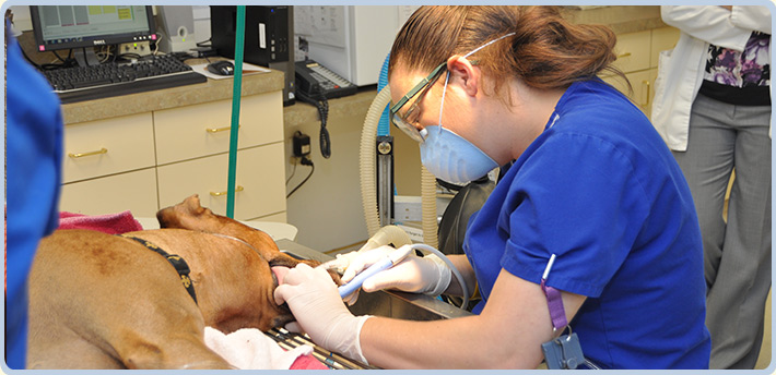 Dog getting dental care in Katy, TX