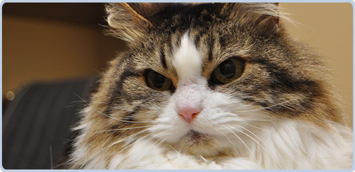 Senior Cat veterinary care in katy, tx