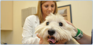Senior dog with a veterinarian in Katy, TX receiving a wellness exam