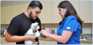 Pet emergency check-up in Katy, Texas