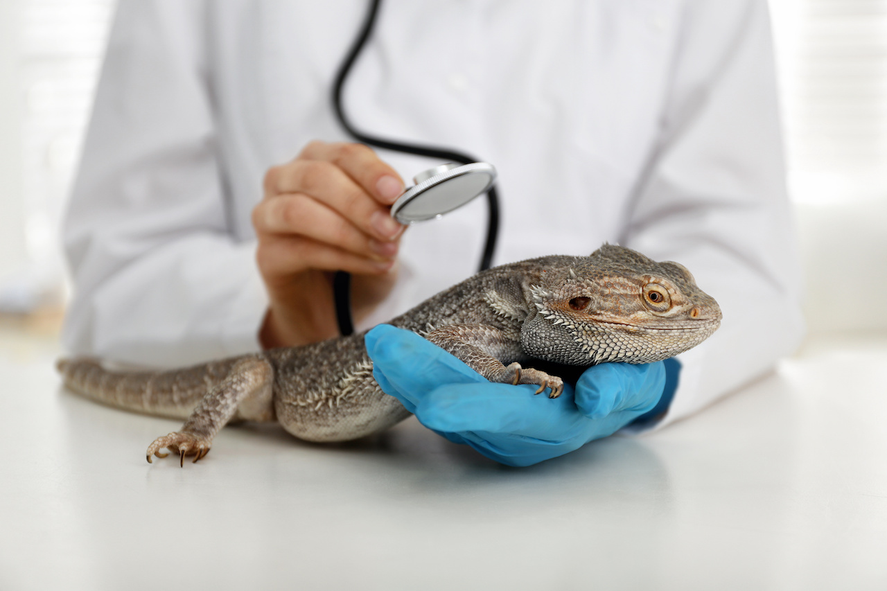 Veterinarian examining bearded lizard on table in clinic, closeup. Exotic pet Exotic-Pet-Care